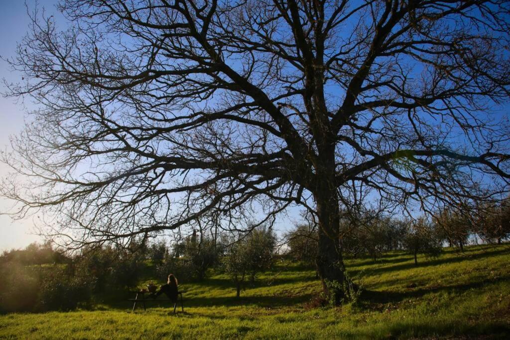 La Casina Della Quercia, Your Tuscan Oak Tree House Osteria Delle Noci 外观 照片